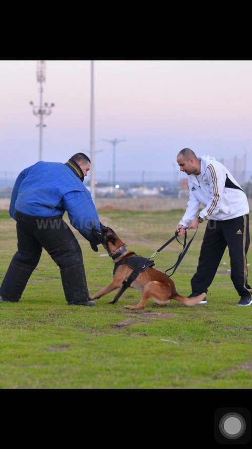 Matriel pour Malinois