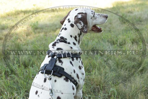 Dog Harness for Dalmatian Walking