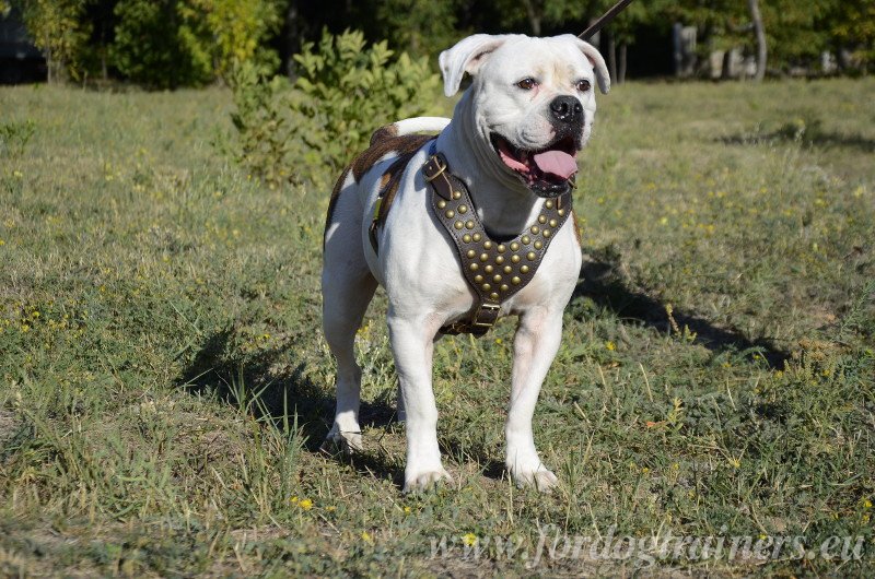 medium dog harness