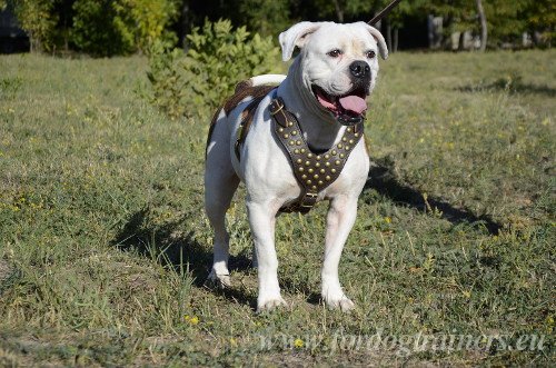 American Bulldog Harness