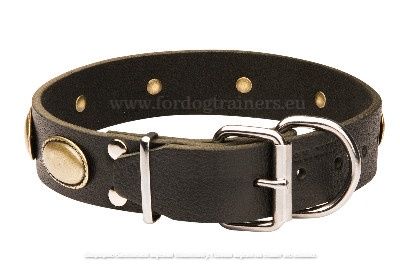 Large Designer Leather Dog Collars Collection