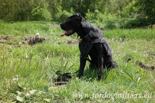 Large Dog Harness for Pulling