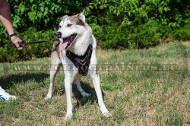 Resistant Leather Harness for Siberian Laika
