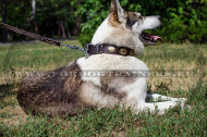 Laika Vintage leather collar with
oval plates Plated leather collar for West Siberian