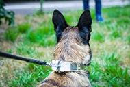 Scheinendes Lederhalsband luxus weiss fuer Malinois