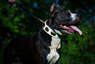 Amstaff Huendin weisses Lederhalsband exklusiv