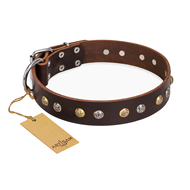 Cool Brown Dog Collar