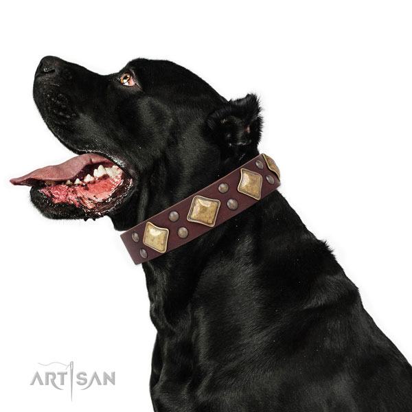 Dog Collars Unique for Big Dog