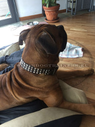 Studded Wide Collar for cane Corso ➓