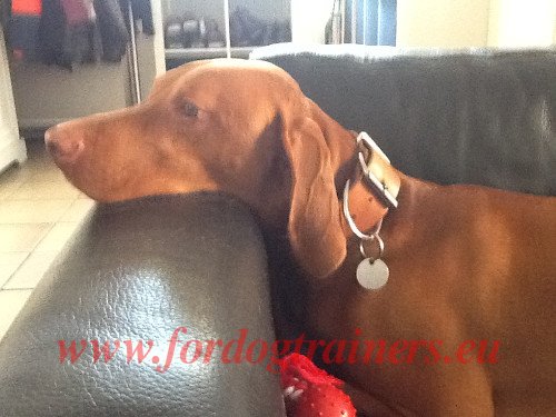 Dog Training Collar Genuine Leather