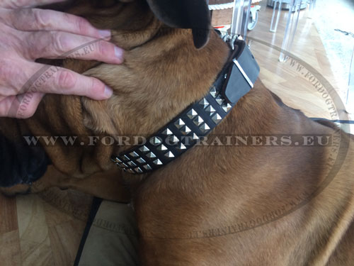 Handmade Studded Collar for Cane Corso