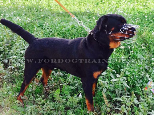 Hundemaulkorb am Rottweiler