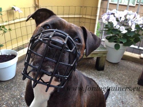 Metal Pitbull Muzzle with Felt Padding