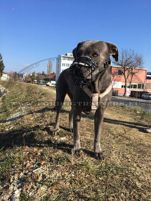 Wire Muzzle with Rubber Covering for Large Dog