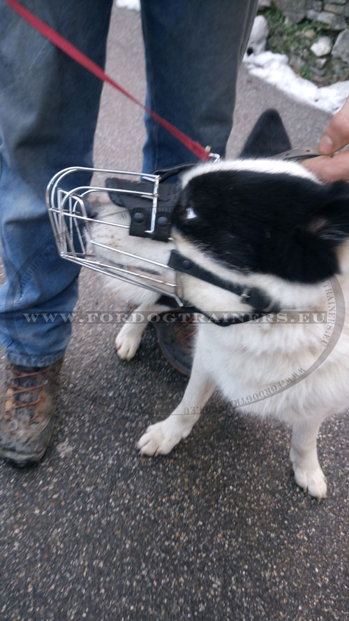 Karelian Bear Dog Muzzle