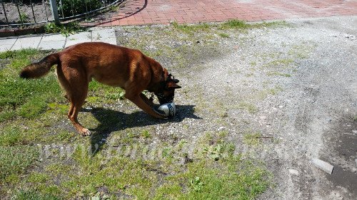 Wire Muzzle for Belgian Malinois