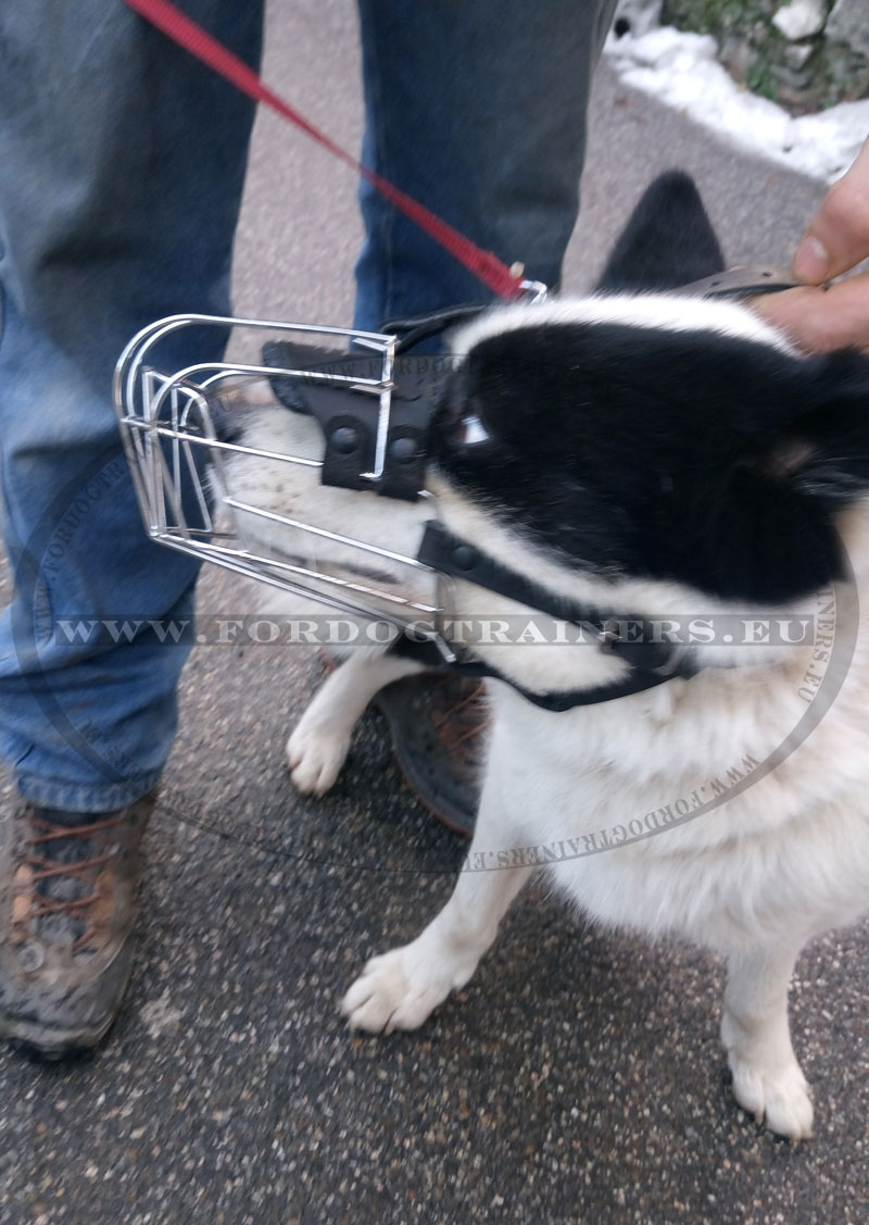 Wire Basket Dog Muzzle Spaniel, Schnauzer, Foxterrier, Pinscher 