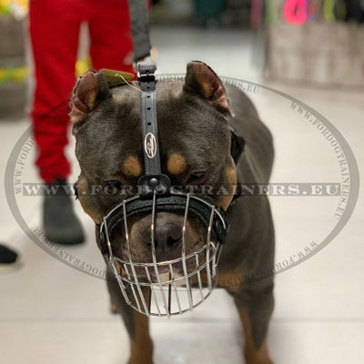 Wire Basket Muzzle for Boerboel Mix Dog