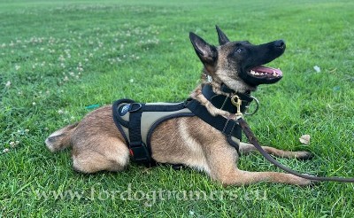 Belgian Malinois Harness Handmade Khaki