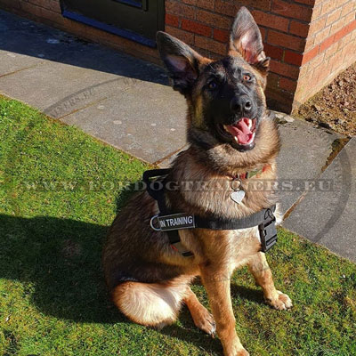 Dog Harness for GSD Guard and Service Dogs