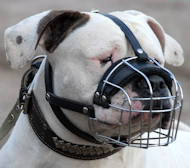 Wire Basket Dog Muzzle for American Bulldog [M4###1057 Museruola a cestello per Bulldog Americano]