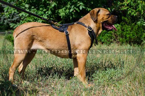 Leder Hundegeschirr fur Cane Corso H10