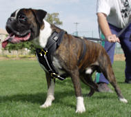 Leather Dog Training Harness for Boxer