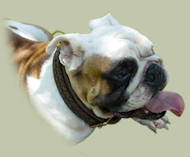 2 Ply Leather Training Choke Dog Collar for English Bulldog