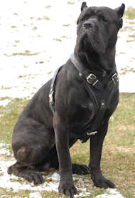 Arns de cuero H1 para perro, arns de agitacin [H1###1057 Pettorina universale in cuoio per Cane Corso]