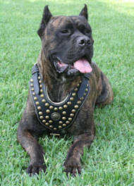 Royal Dog Studded Leather Harness H11 for Cane Corso