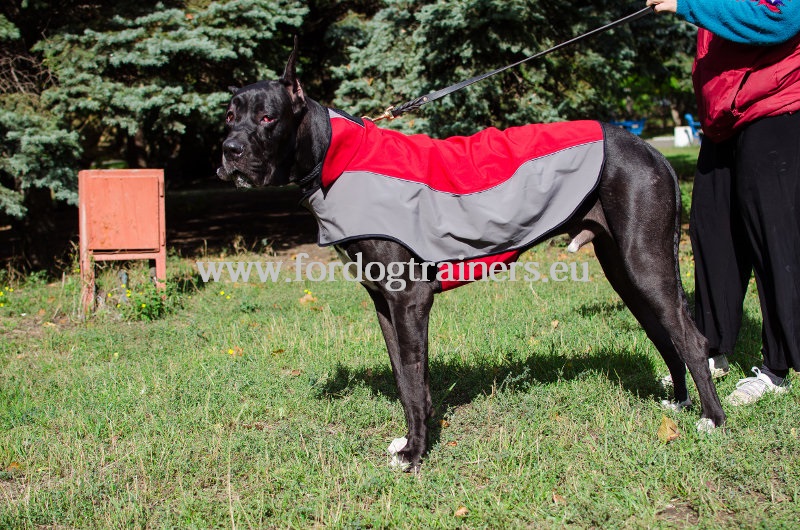 manteau pour cane corso