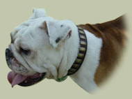 Collare in pelle con borchie decorative per Bulldog inglese