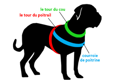 Mesurez le chien pour le harnais