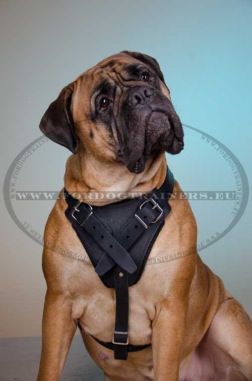 Bullmastiff with Agitation Dog Harness H1