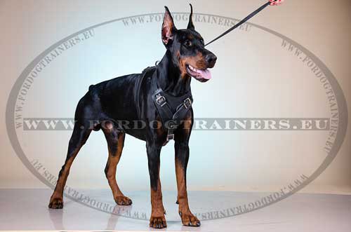 Doberman with Agitation Dog Harness H1