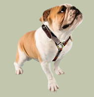 English Bulldog Luxury Leather Harness