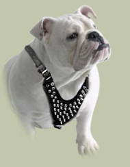 Spiked leather dog harnesses for English bulldog