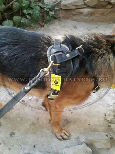 Deutscher Schferhund Hundeleine und Hundehalsband