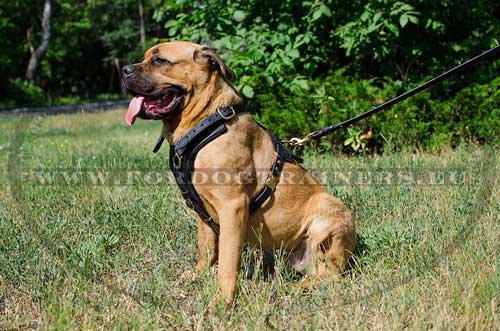 Leder Geschirr Gepolstert am Cane Corso H10