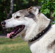 Leather dog collar for Laika with one row of spikes