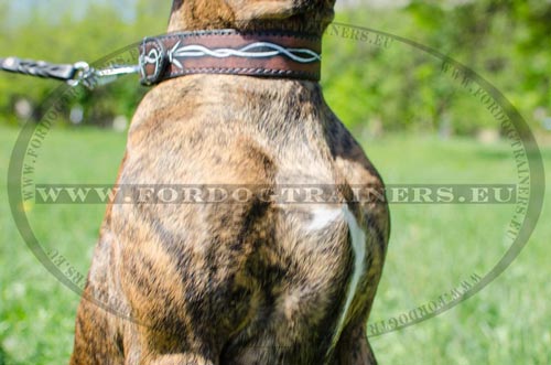 Resistant leather collar with barbed wire painting for
Boxer