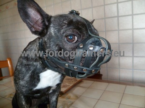 Muselire pour Bouledogue franais en cuir souple