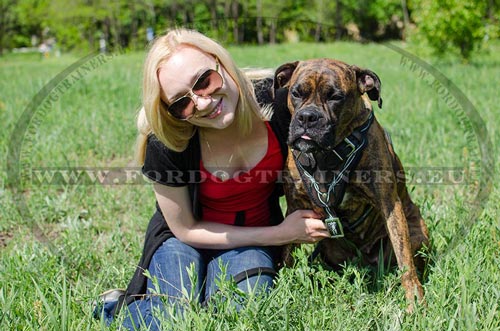 Resistant Leather Harness with Barbed Wire on Boxer