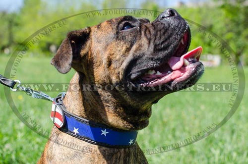 Leather collar with USA Flag paining for Boxer