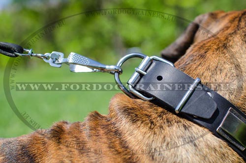 Boxer collar with nickel plates hardware
