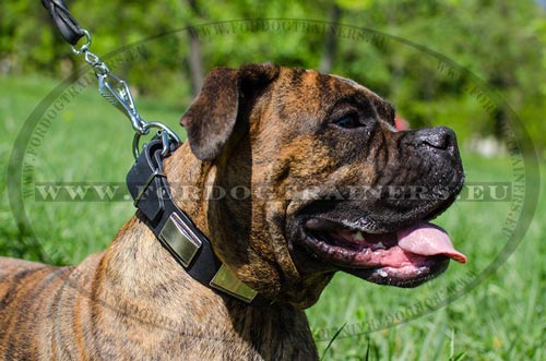 Chien collier avec plaques nickel sur Boxer