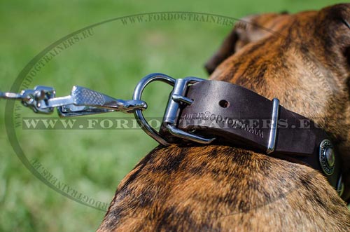 Reliable nickel-plated hardware - super collar with
silver decoration for Boxer