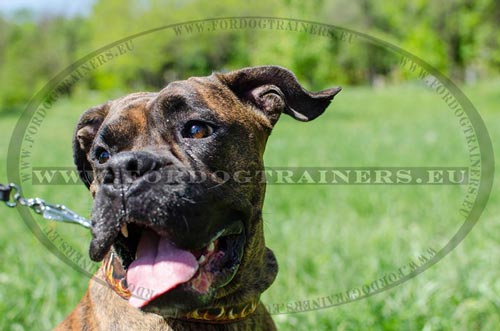 Boxer Funny in Leather Painted Collar