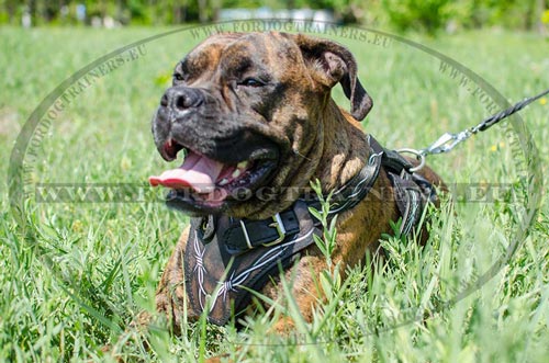 Boxer Harness Painted Chest Plate