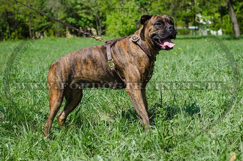 Harnais
en Cuir Brun pour Boxer